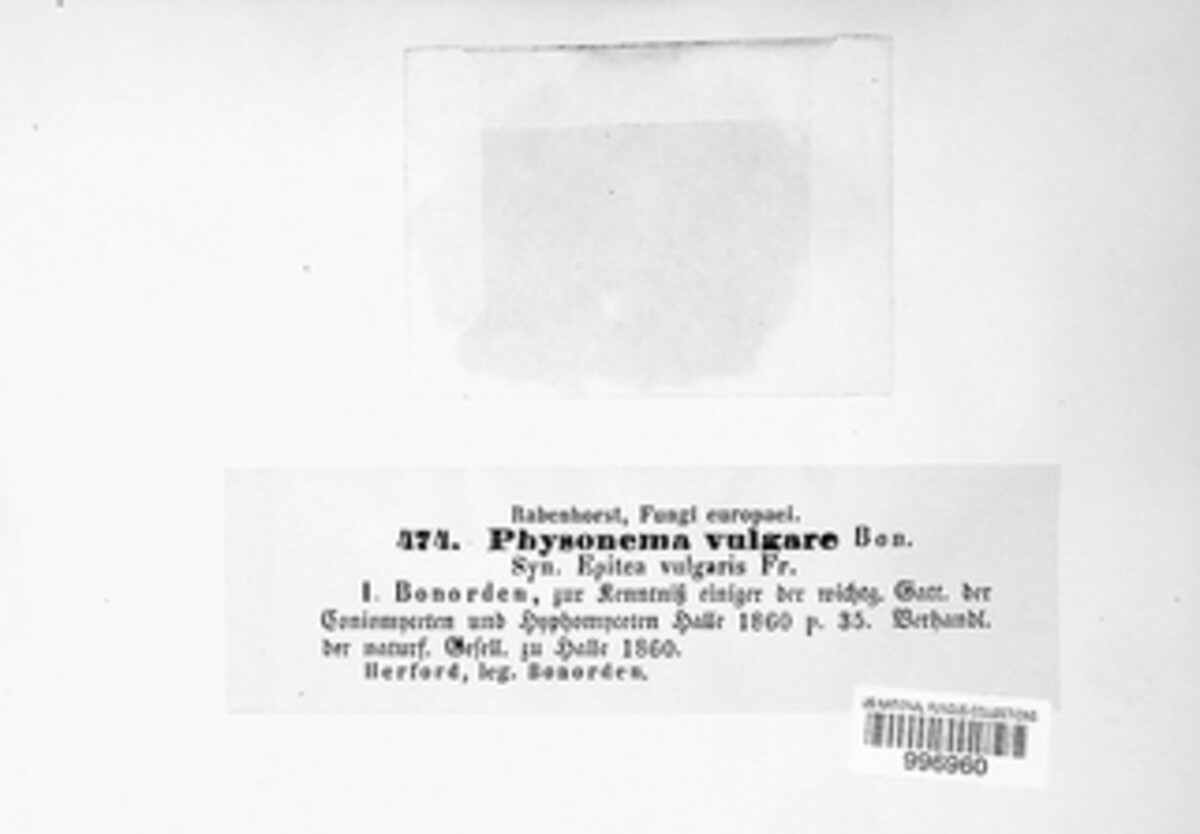 Physonema vulgare image